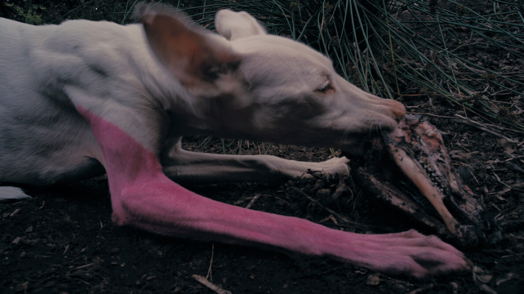 ALPS Stories weiter klettern gipfel Nicole Ueli Steck online